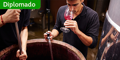 Diplomado en Enología